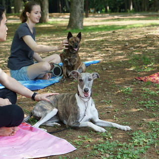 犬と一緒にヨガをするクラス参加メンバーを募集中！