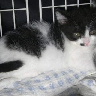母猫が行方不明　生後５０日前後の子猫３匹