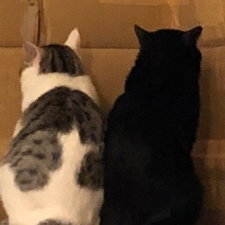 黒猫とハート模様猫