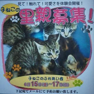 生後2ヶ月シマミケ♪見学会やってます(*^^*) - 久留米市