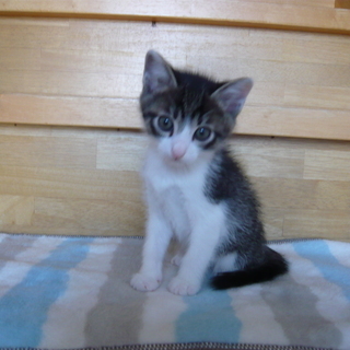 かわいい子猫ちゃんを育ててみませんか？