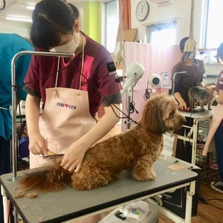 何ができる？日曜フリータイム制トリミング技術習得コース生徒募集！...