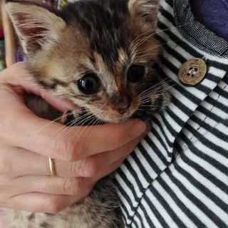里親決まりました。フワフワキジトラ君＊*＊