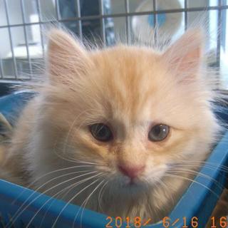 ゴロゴロすりすり甘えん坊！茶白長毛仔猫ちゃん、飼い主様募集中！！