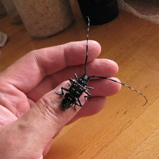カミキリムシ(ゴマダラカミキリ)の番(つがい=雄と雌です)　成虫...