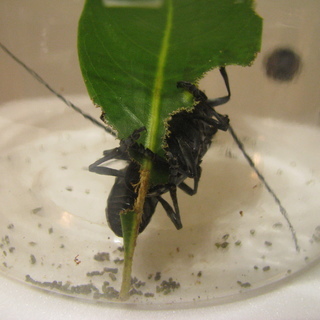 カミキリムシ(ゴマダラカミキリ)の番(つがい=雄と雌です)　成虫在庫無、標本はありますの画像