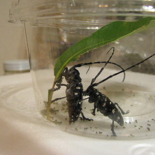 カミキリムシ(ゴマダラカミキリ)の番(つがい=雄と雌です)　成虫在庫無、標本はありますの画像
