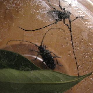 カミキリムシ(ゴマダラカミキリ)の番(つがい=雄と雌です)　成虫在庫無、標本はありますの画像