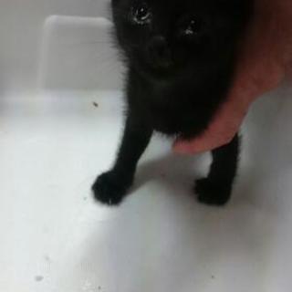 《交渉中》黒猫ちゃん