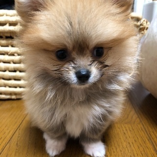 生後2ヶ月のポメラニアンです