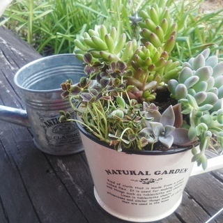 【参加無料】可愛すぎる！多肉植物寄せ植え教室の画像