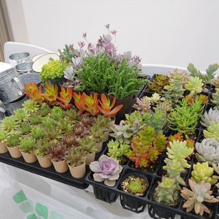 【参加無料】可愛すぎる！多肉植物寄せ植え教室 − 千葉県
