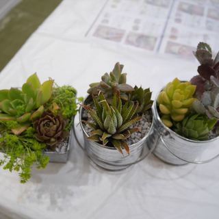 【参加無料】可愛すぎる！多肉植物寄せ植え教室 - イベント