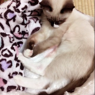 里親募集 - 猫