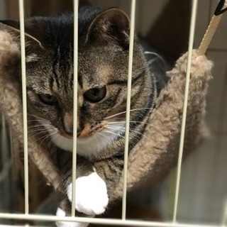 ４歳になる雌です。