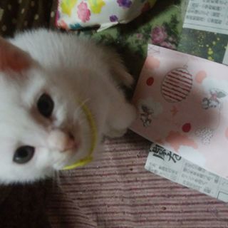 【再募集】子猫の里親募集しています