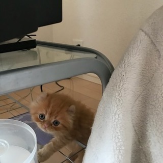 もふもふペルシャとアメリカンカールの子猫です(//∇//) - 妙高市