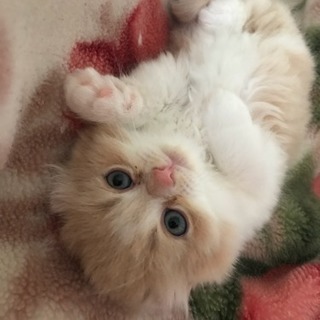 もふもふペルシャとアメリカンカールの子猫です(//∇//)
