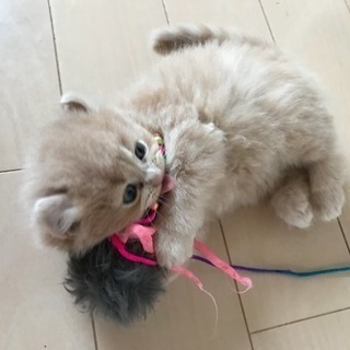 もふもふペルシャとアメリカンカールの子猫です(//∇//) - 猫