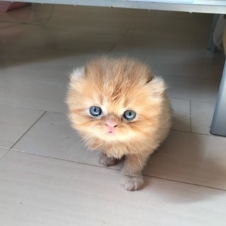 もふもふペルシャとアメリカンカールの子猫です(//∇//) − 新潟県