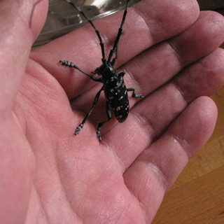 カミキリムシ(ゴマダラカミキリ)の成虫 　雌1匹　成虫在庫無し、...