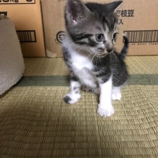 里親募集いたします(๑˃̵ᴗ˂̵)