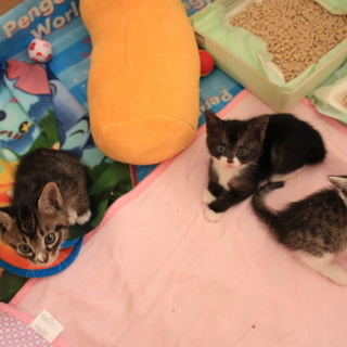 子猫３匹（オス１、メス２）→３匹とも里親様が決まりました