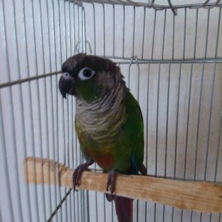 ミドリウロコインコ