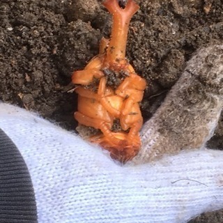 カブト虫(オス)飼育セットの画像