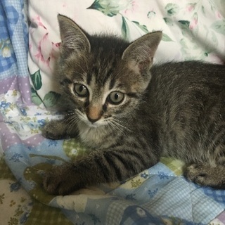 生後2か月 メス キジ猫ちゃん☆ − 大阪府