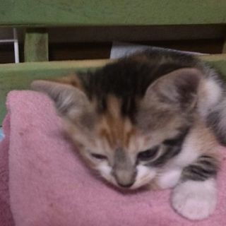 三毛子猫(メス)の里親さまを募集してます。