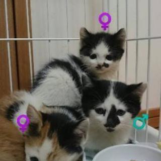 子猫の里親さま募集