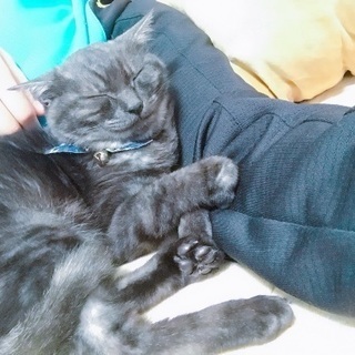 クリスマスにやって来たサンちゃん