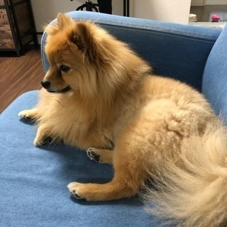 犬友達募集😁