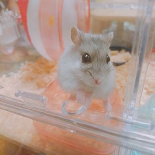 ハムスターお譲りします