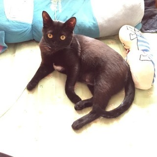 迷い猫を探してます。