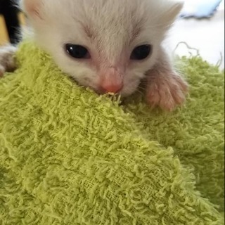 ハートマーク付きの子猫です