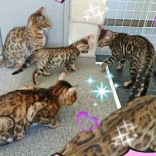 ☆ベンガル猫オーナー様募集☆