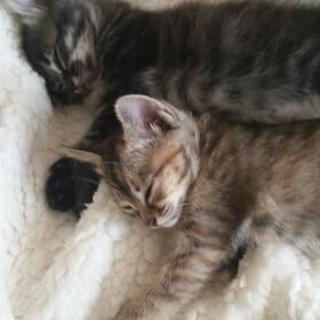 生後1ヶ月子猫の里親さん、募集します。