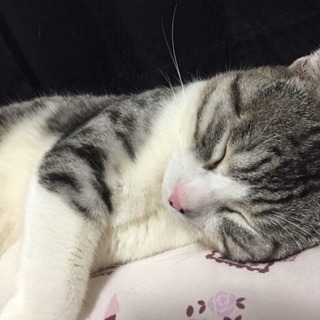 雄猫3歳