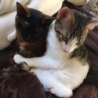 写真左側3歳メス猫 三毛猫です