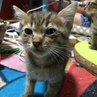 里親さん募集中。
