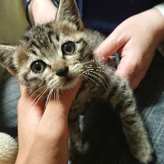 キジトラ雄の赤ちゃんです