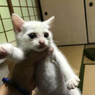 白仔猫ちゃんの里親募集
