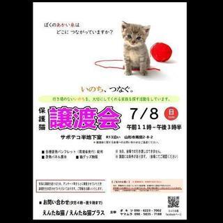 保護猫 譲渡会🐈🐈🐈