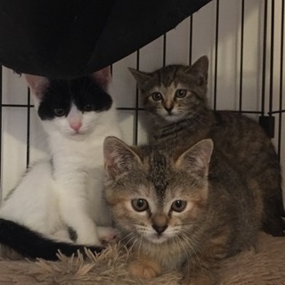 生後3カ月の3姉妹