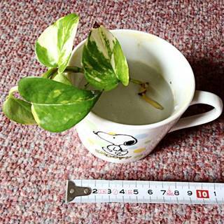 ★ お部屋に緑を 成長が楽しみな観葉植物 ポトスの苗 ★
