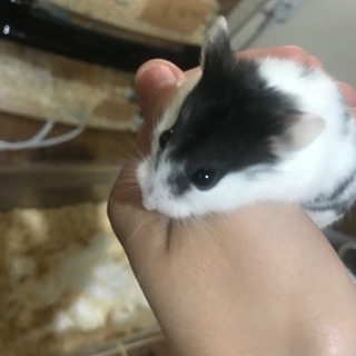 ハムスター キャンベル