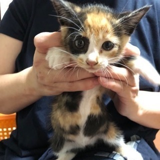 生後7週三毛ちゃんメス