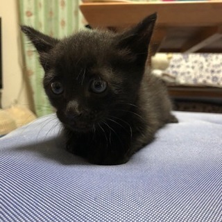 7週黒ちゃんオス